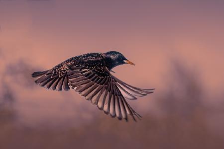 Starling at sunset