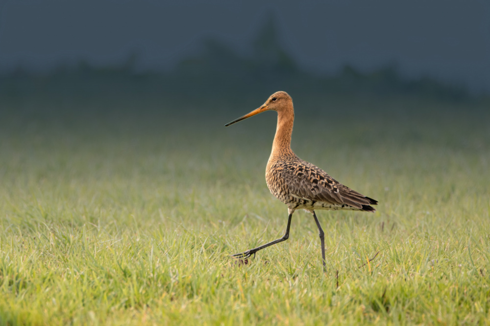 Black-tailed godwit von Gert J ter Horst