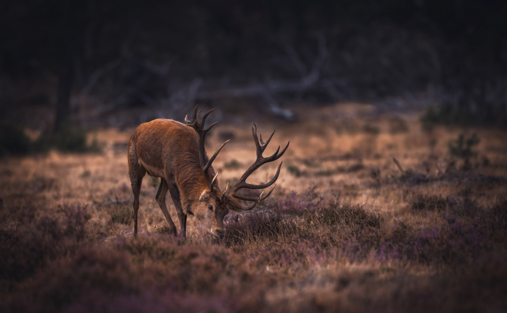 Dare me ! von Gert J ter Horst