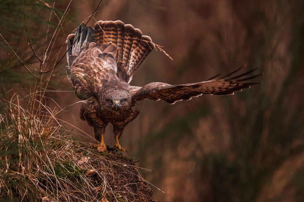 Going away von Gert J ter Horst