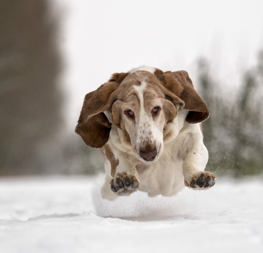 Take off! von Gert van den Bosch