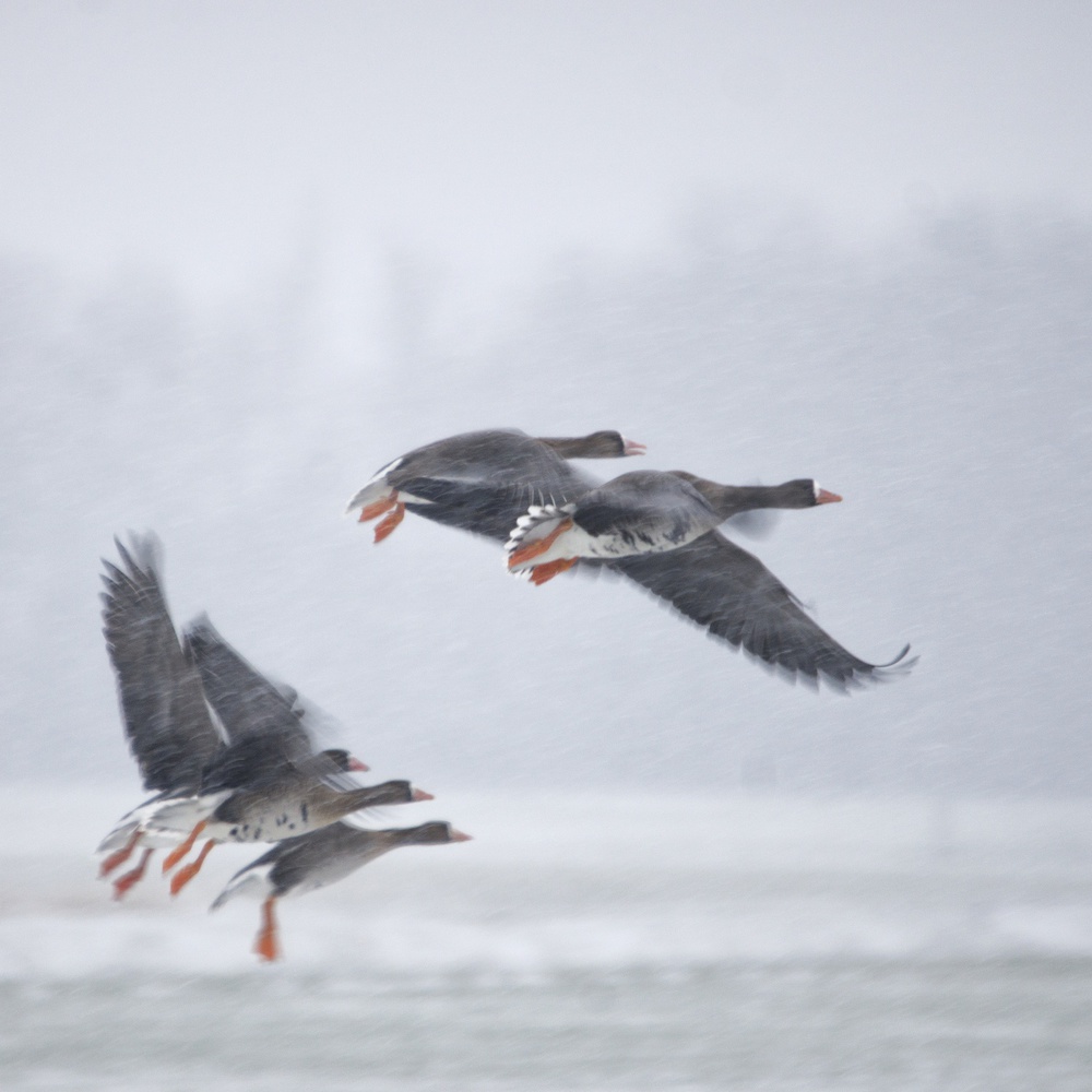 Take off! von Gert van den Bosch