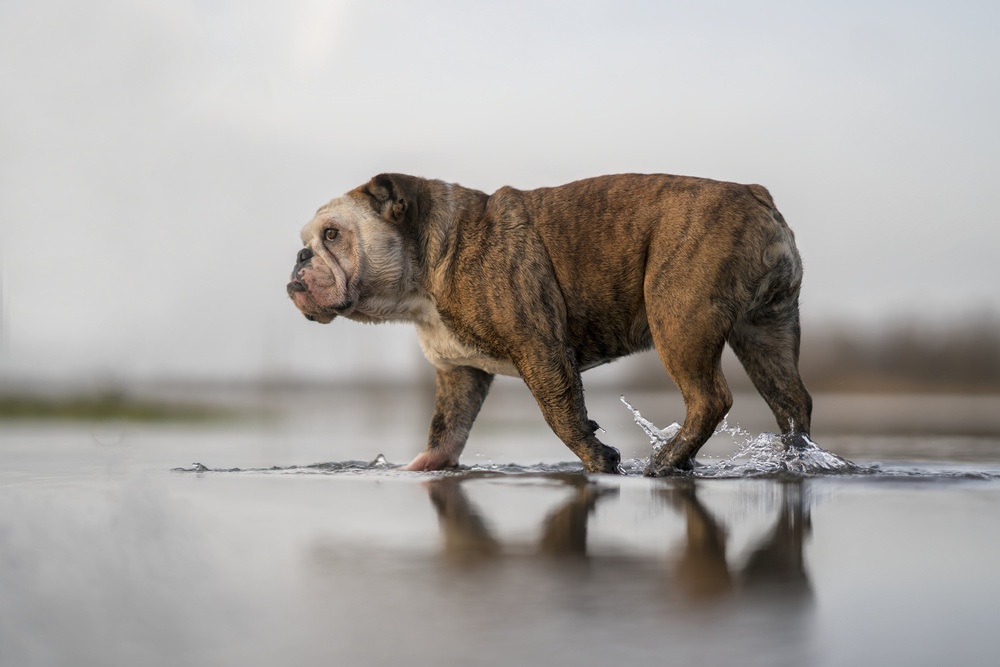 Walking on water von Gert van den Bosch