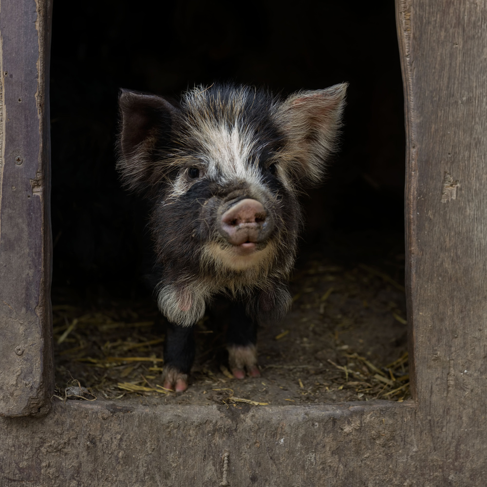 Please, come in! von Gert van den Bosch