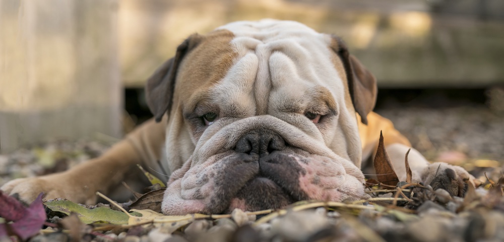 Wide screen Bulldog in Autumn colours von Gert van den Bosch