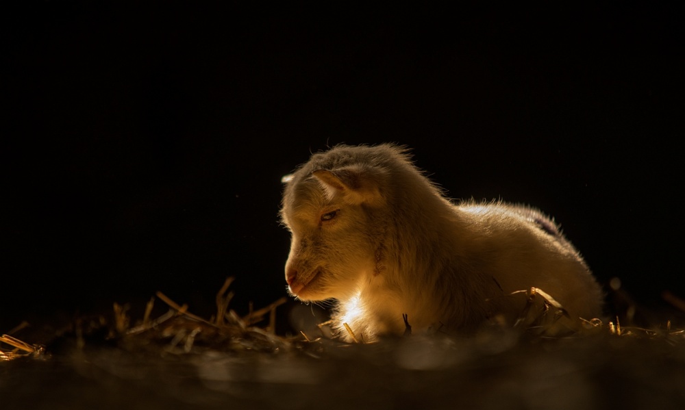 The golden kid von Gert van den Bosch