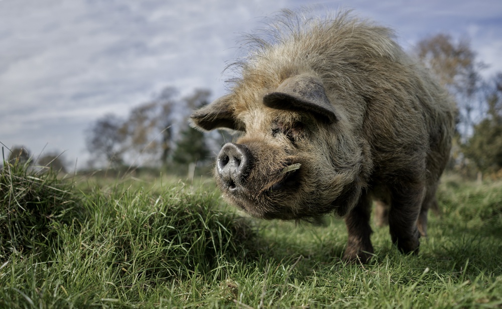 The bored Boar von Gert van den Bosch