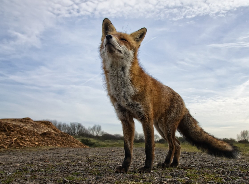 The curious Fox von Gert van den Bosch