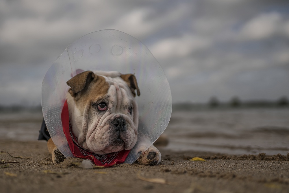 The Vet gave me this collar...and I am not happy with it! von Gert van den Bosch