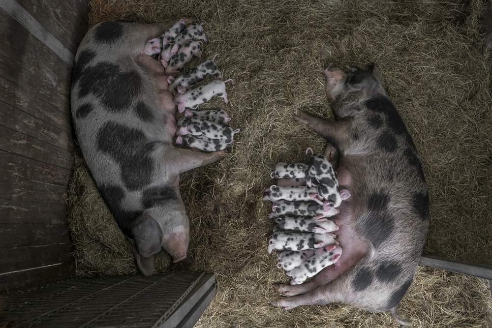 Feeding the kids von Gert van den Bosch