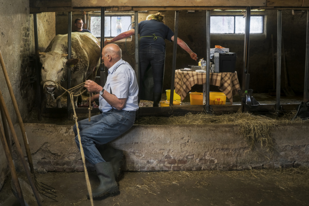 The cow gets a C section von Gert van den Bosch