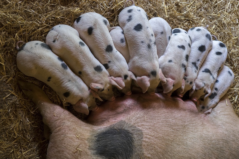 The milkbar is open von Gert van den Bosch