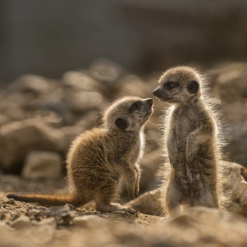 The conversation von Gert van den Bosch