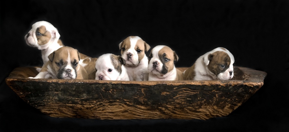 A bunch of English Bulldog puppies. von Gert van den Bosch