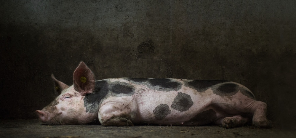 A pigs life..... von Gert van den Bosch