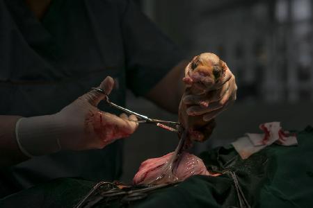 A puppy is born (C section)