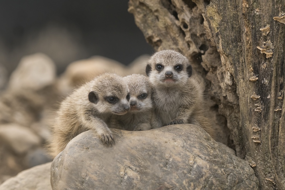 Meerkat siblings 4 weeks old. von Gert van den Bosch