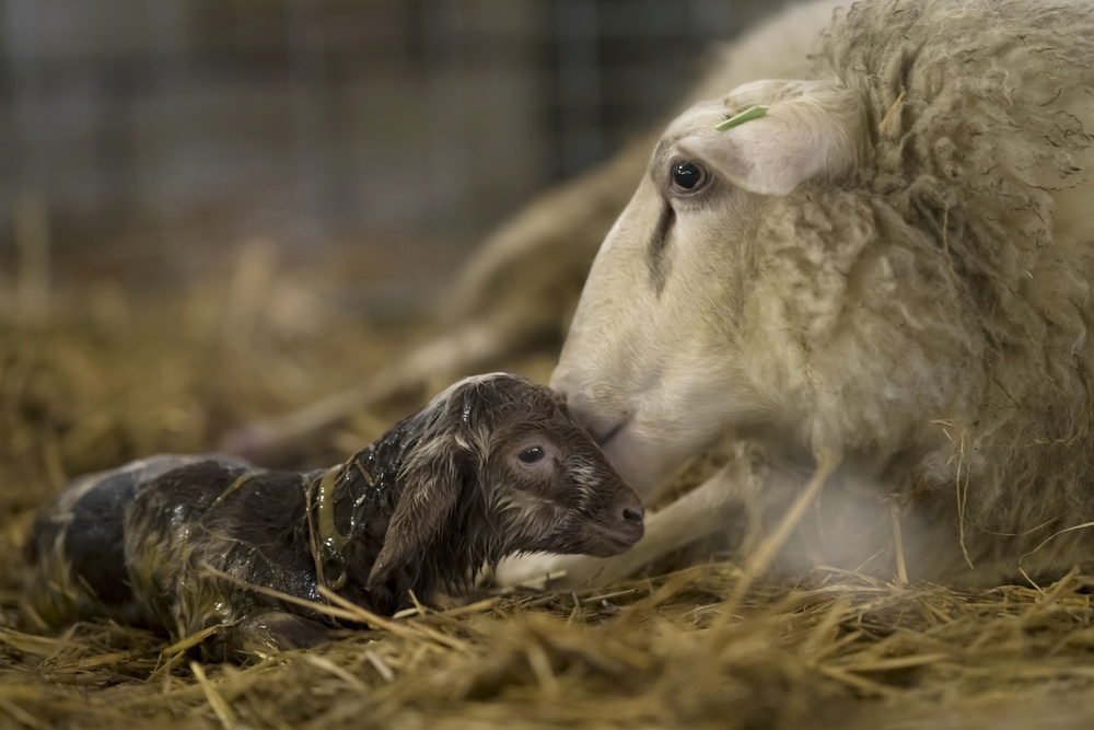 First kiss von Gert van den Bosch