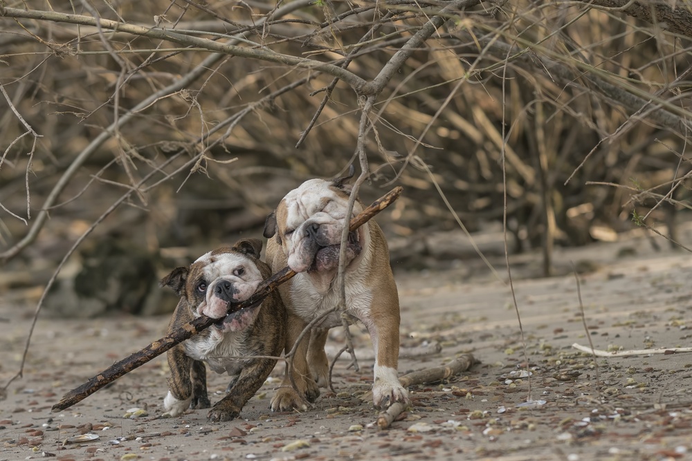 Branch manager + assistant branch manager von Gert van den Bosch