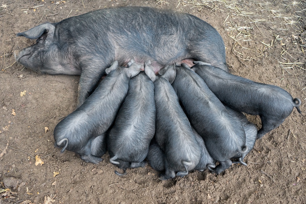 Feeding time von Gert van den Bosch