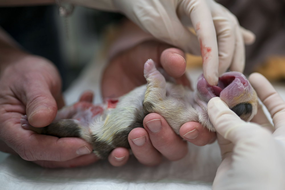 Birth of a Puppy, just after C section, examining von Gert van den Bosch