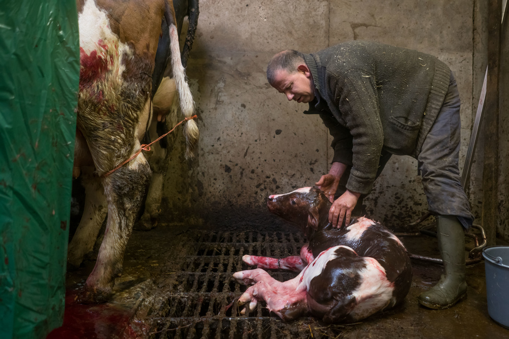 Just born after C section von Gert van den Bosch