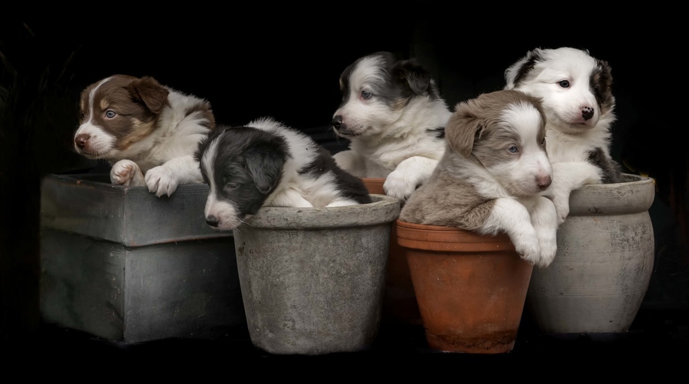 Dog plants von Gert van den Bosch