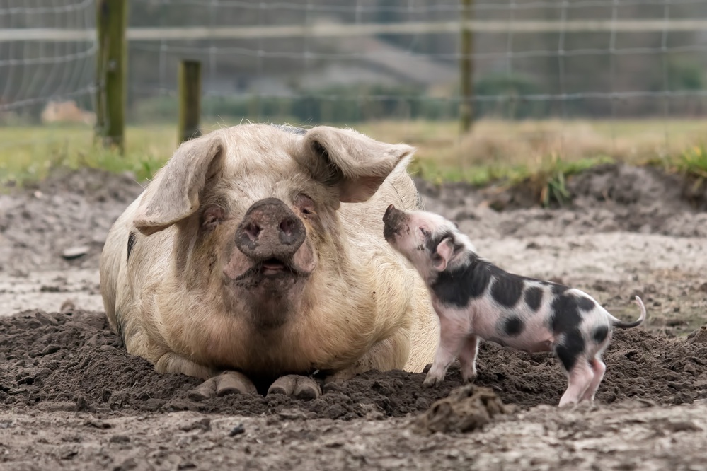 I love you, mummy! von Gert van den Bosch