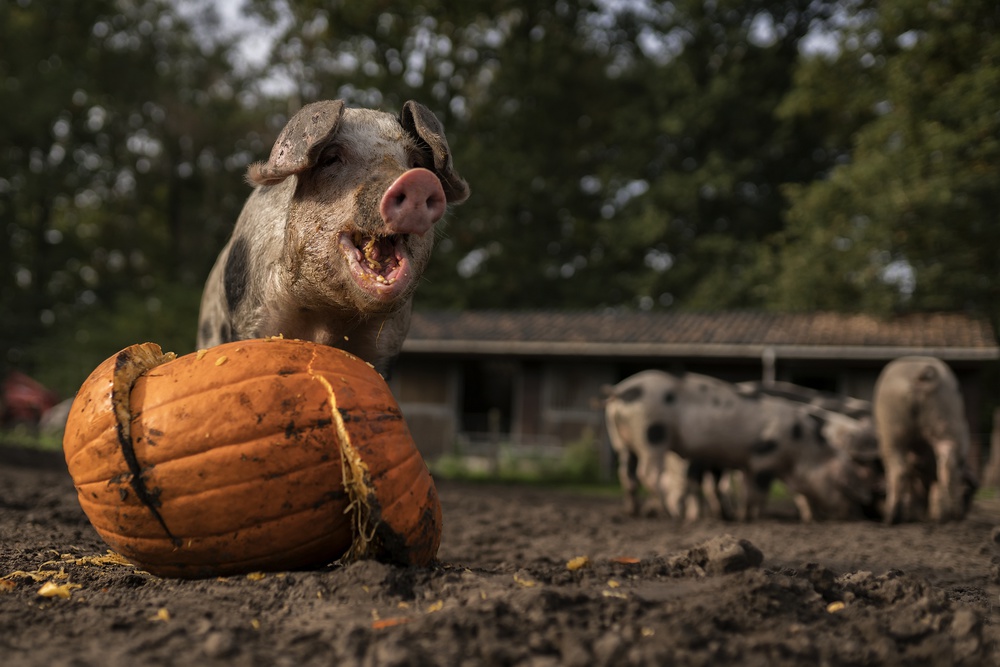 I am not sharing! von Gert van den Bosch