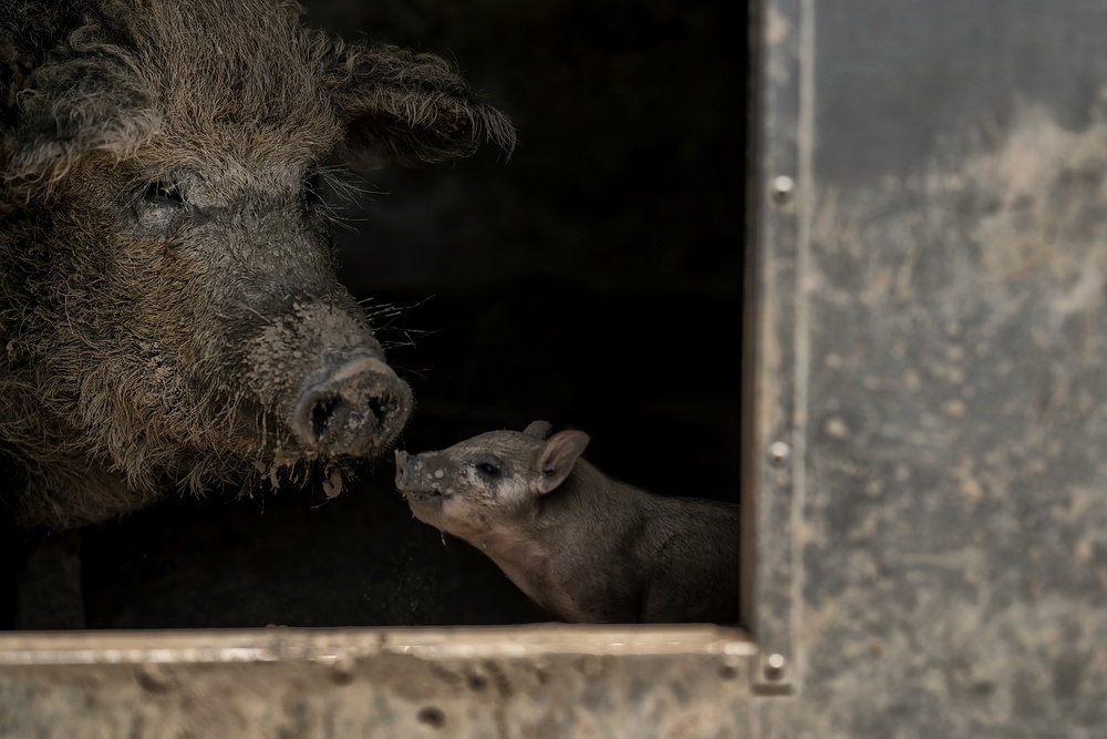 Now, listen up, little brat von Gert van den Bosch