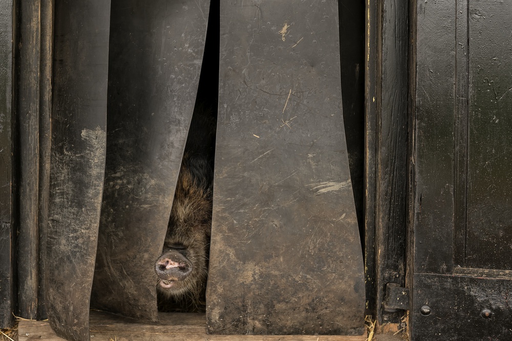 Can I come out, is the sun shining? von Gert van den Bosch