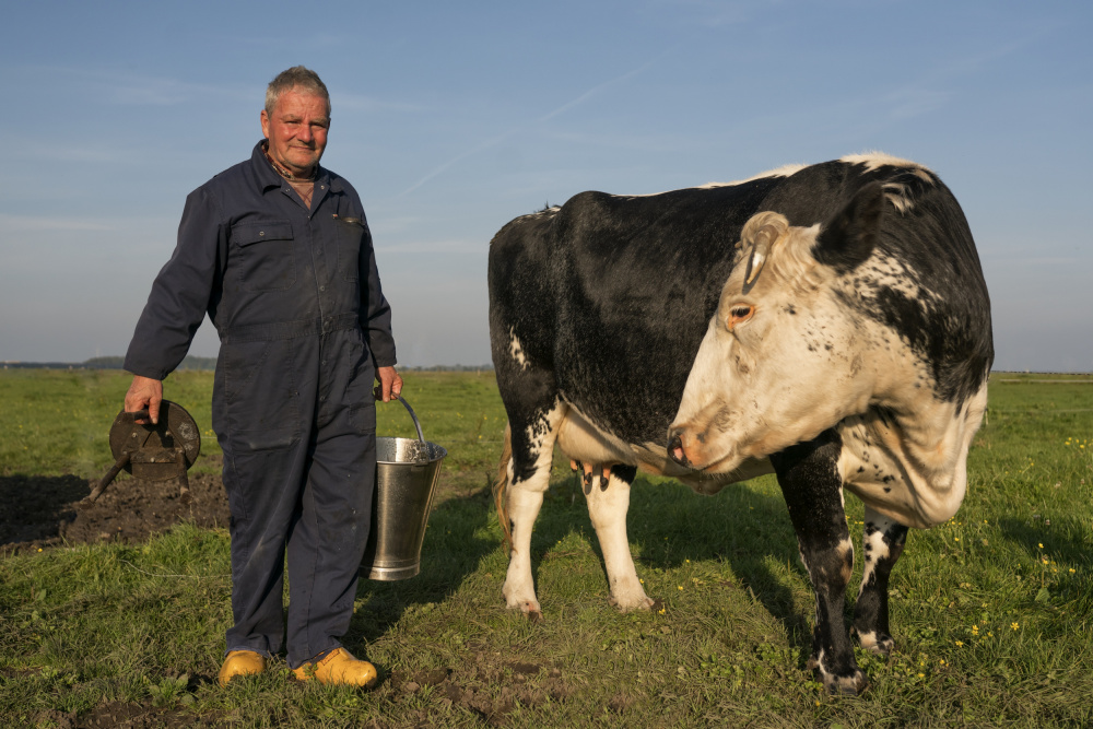 Klaas Vos milks by hand von Gert van den Bosch