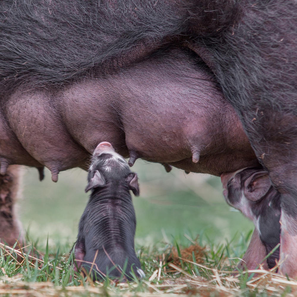 Never let go! von Gert van den Bosch