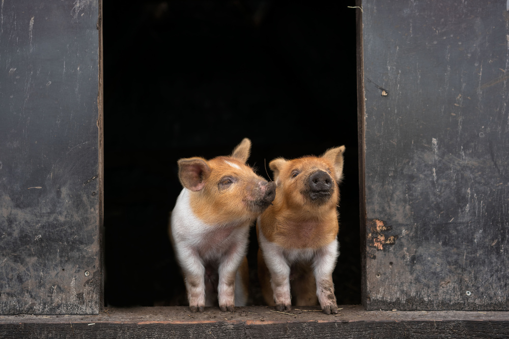 Lets get dirty! von Gert van den Bosch