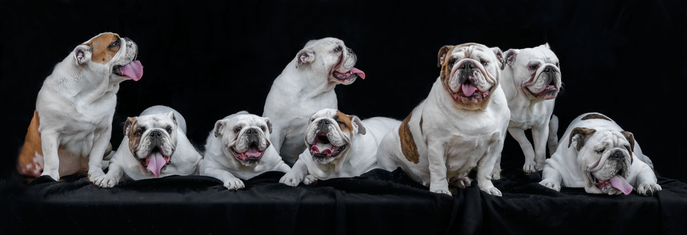 Meet Noortje and her offspring von Gert van den Bosch