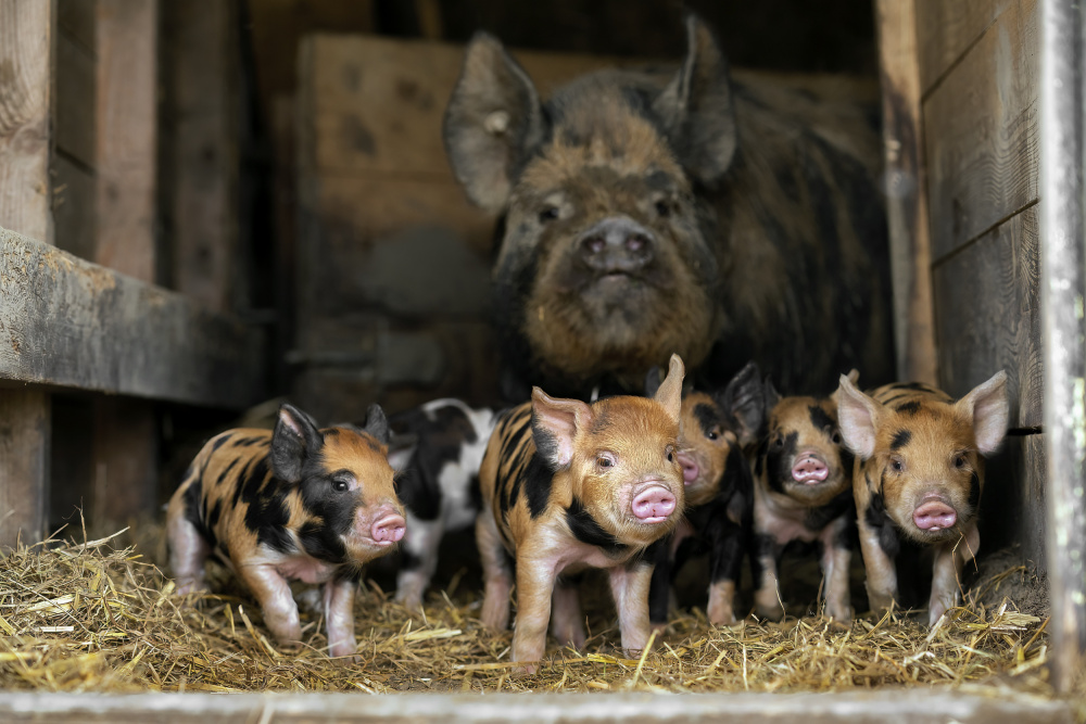 Mummy is very busy with her offspring von Gert van den Bosch