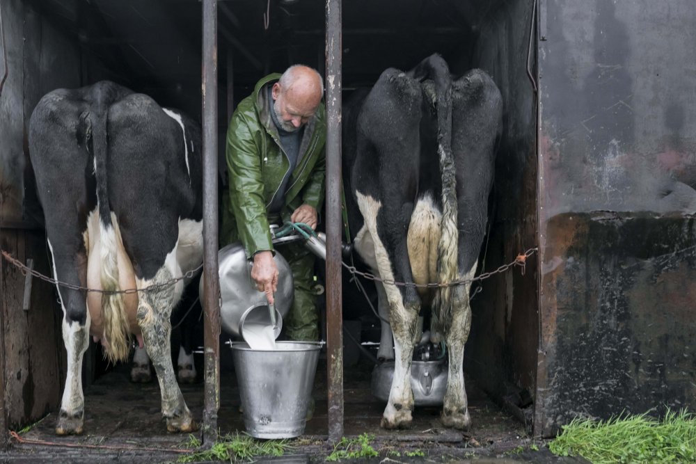 Milking, the old fashioned way, in 2021. von Gert van den Bosch