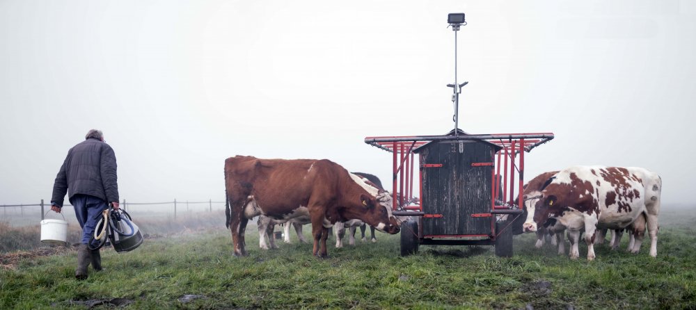 Outdoor milking in November von Gert van den Bosch