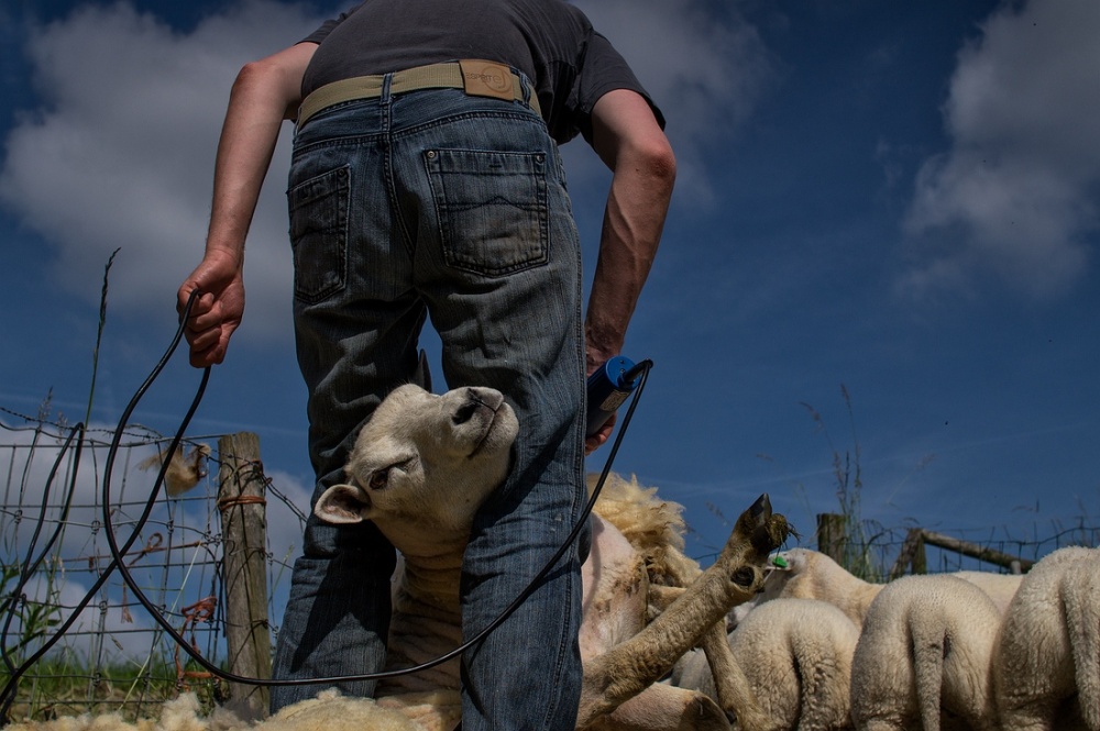 Sheep shearing von Gert van den Bosch