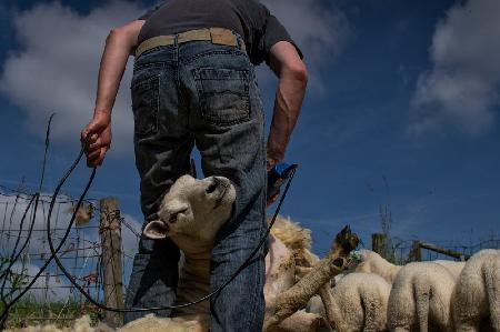 Sheep shearing