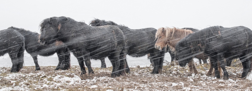 Waiting untill the Blizzard is over von Gert van den Bosch