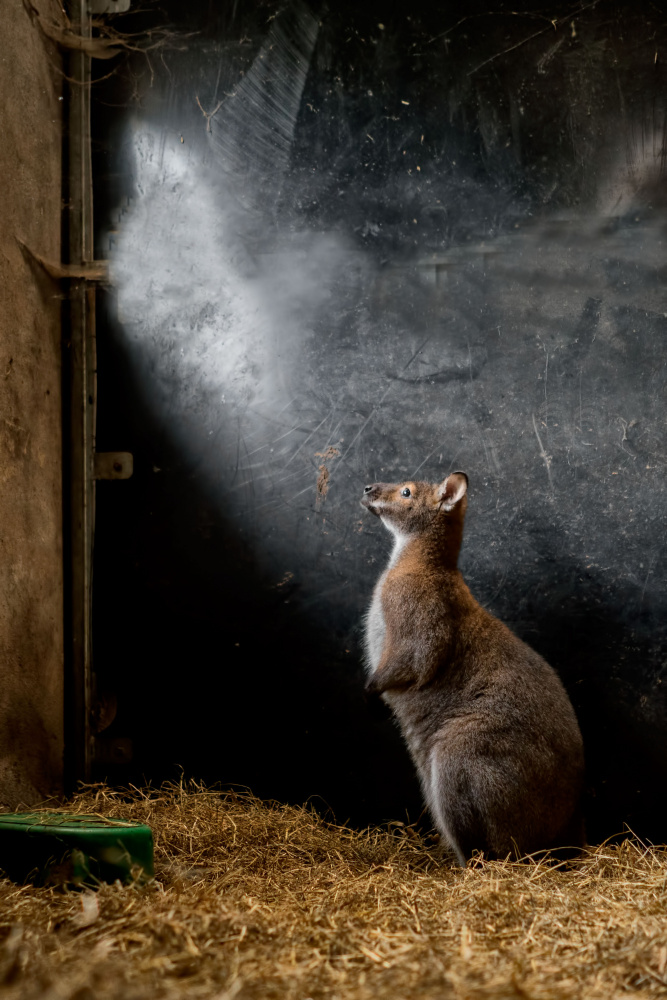 What is up there.....? von Gert van den Bosch