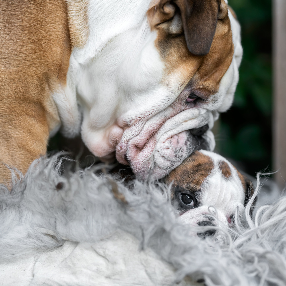 What is up, little one? von Gert van den Bosch