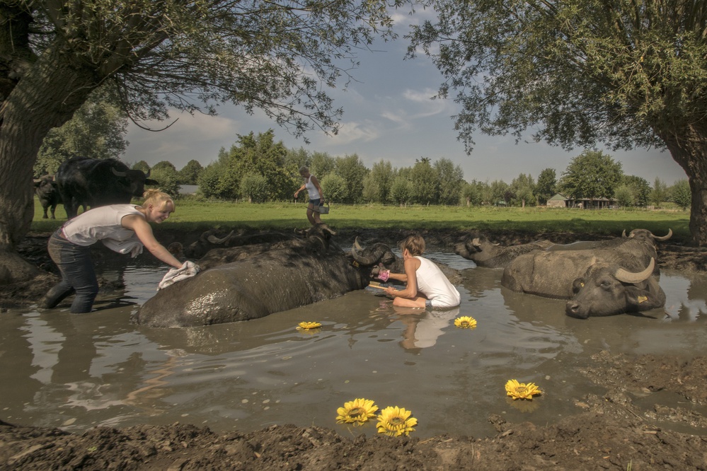 Water buffalo beauty centre von Gert van den Bosch