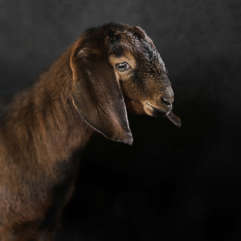 Kid goat von Gert van den Bosch