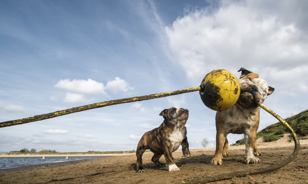 Pull, pull, pull, PULL!! von Gert van den Bosch