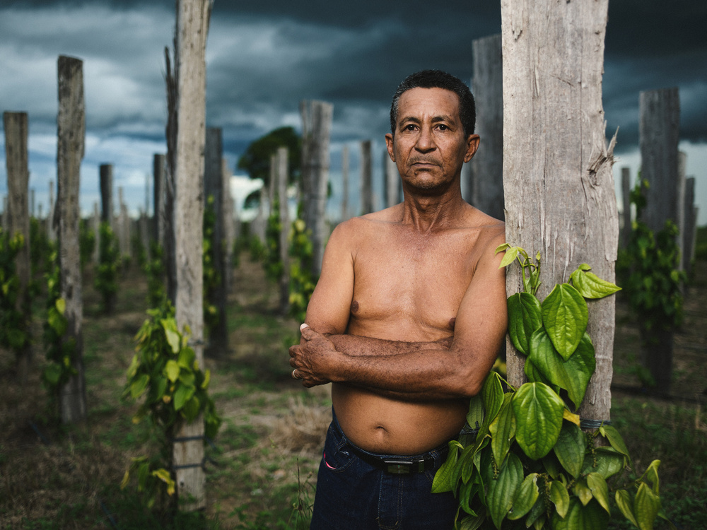 Dedè in his black pepper field. von Giacomo Bruno