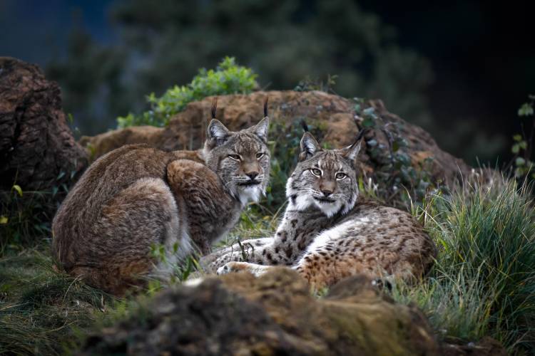 Moonschein Lovers von Gianfranco Barbieri