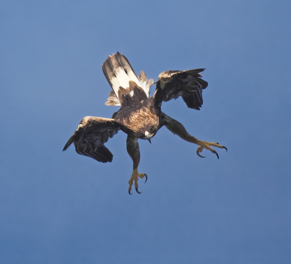 Golden eagle von Gianfranco Barbieri