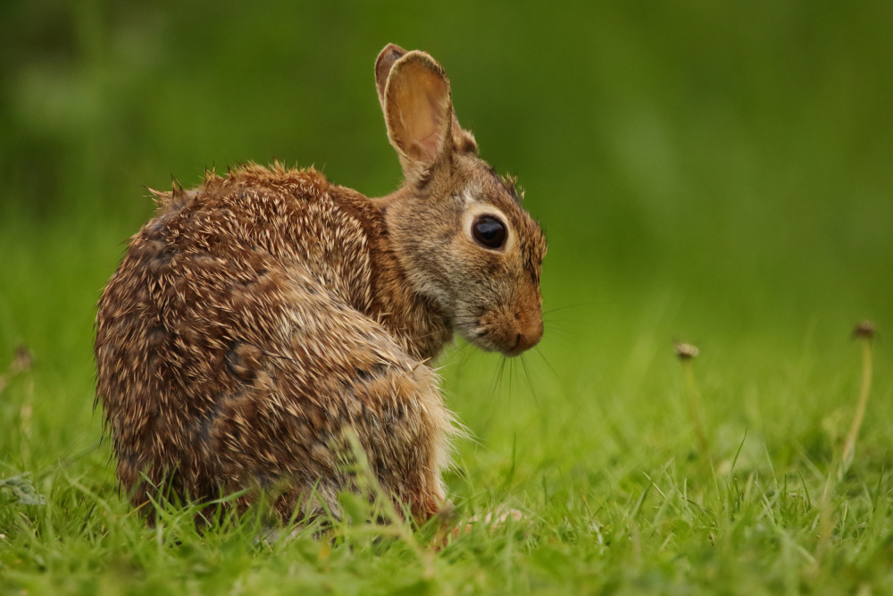 Sylvilagus floridanus von Gianni Annibale